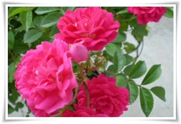 화초 &quot;월계화&quot; 봄부터 가을까지, 장미인 듯 장미 아닌 향기로운 꽃의 여왕!