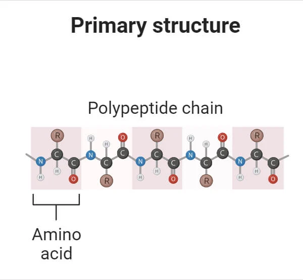 알부민단백질 구조식