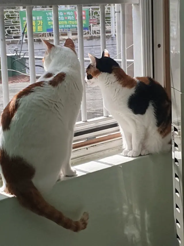 고양이 근육병증원인 