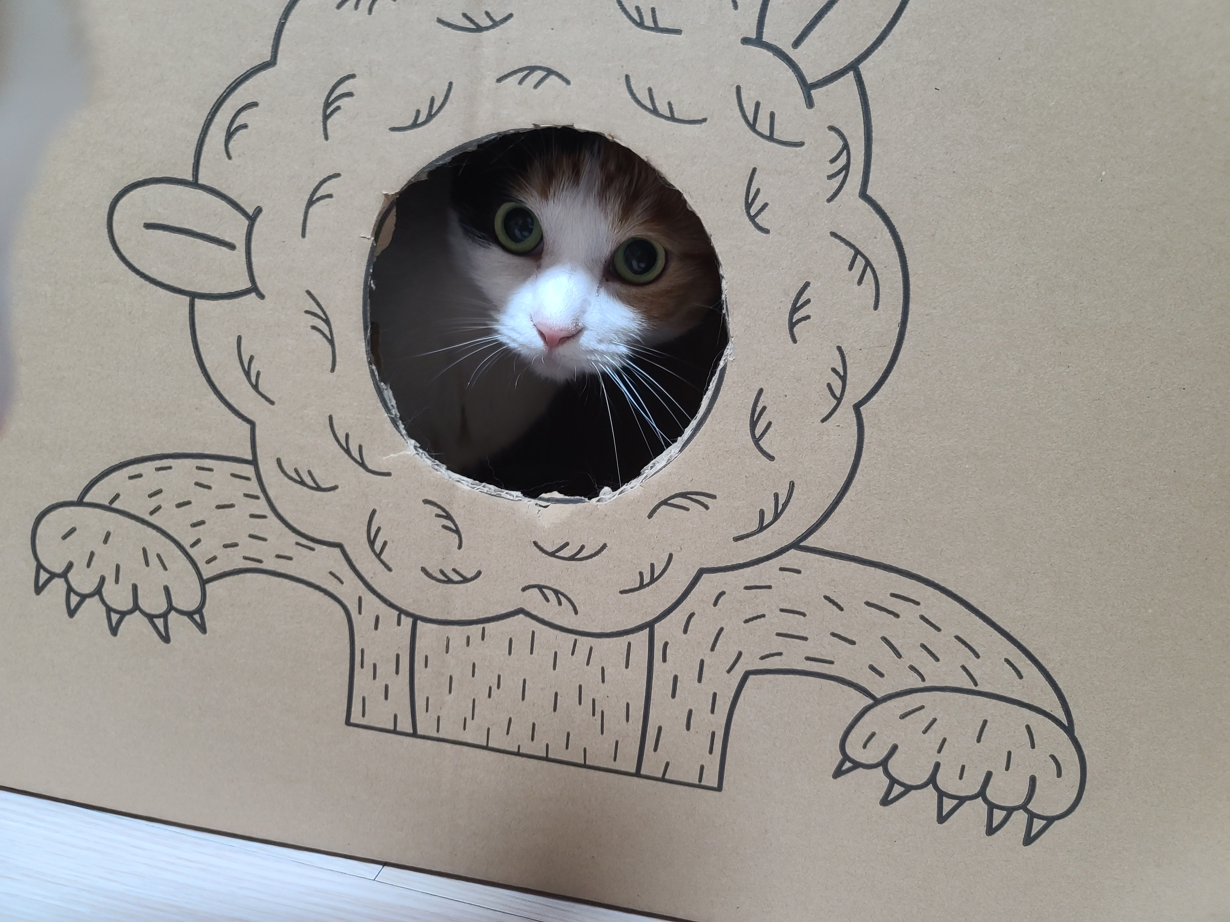 고양이들에게 귀여운 박스놀이터가 생겼다.(feat.가성비 좋은 고양이장난감)