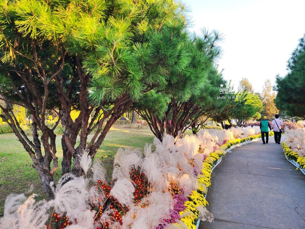 대전 유림공원 유성국화전시회