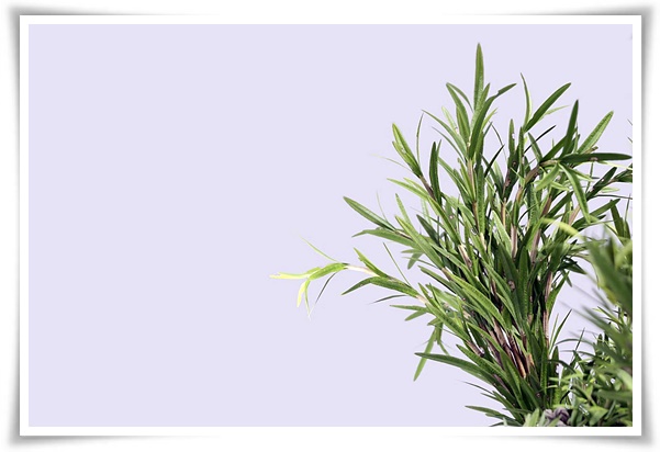 화초 "로즈마리" 집 안 공기를 정화하는 향기로운 반려식물!