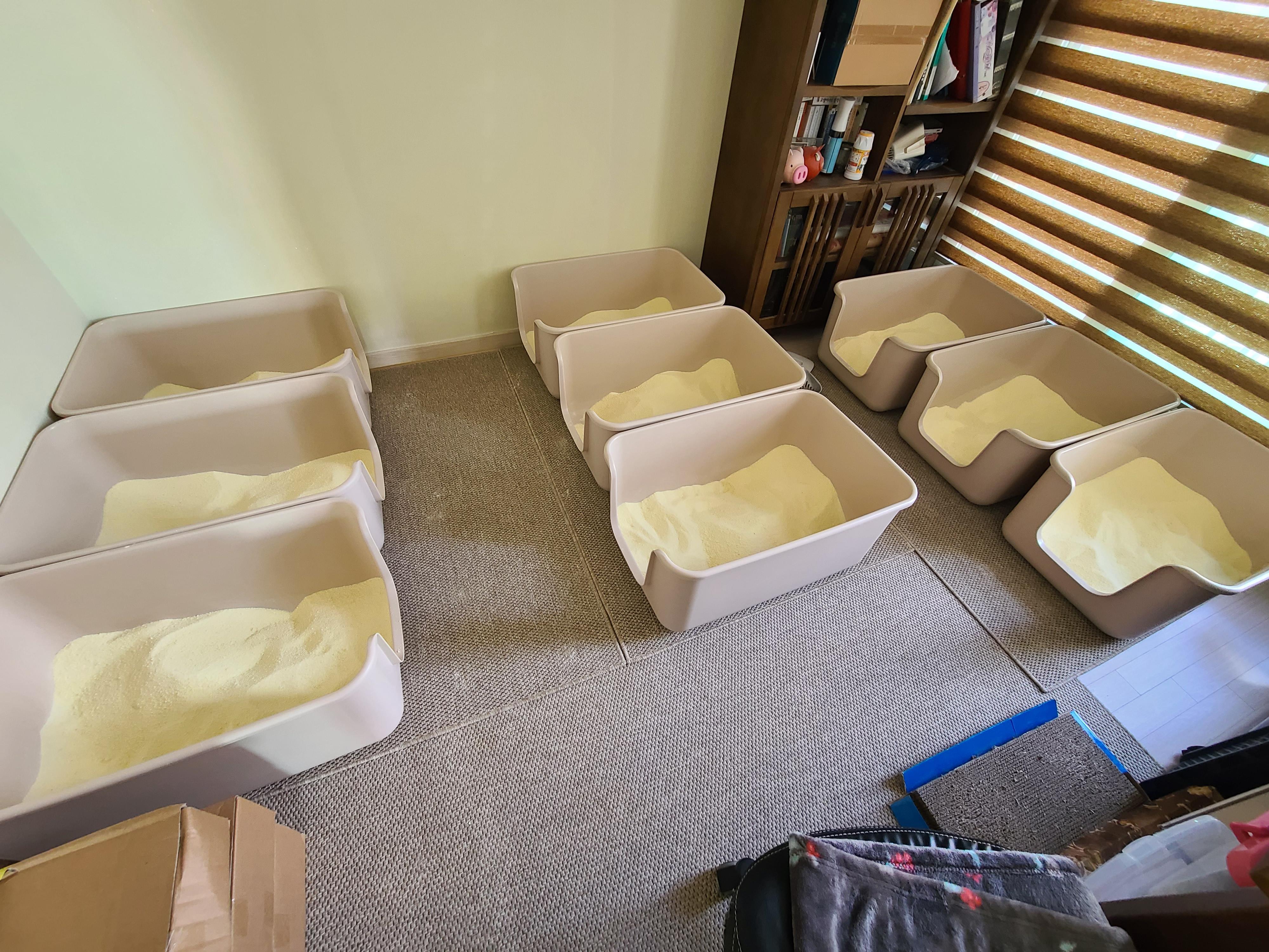 9냥이 집사의 눈뜨면 하는 일들.