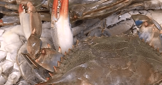 이탈리아 푸른 꽃게