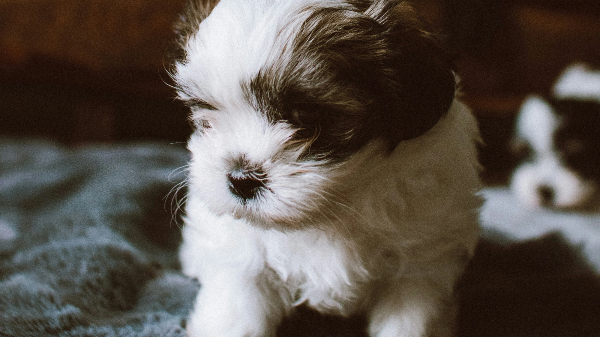 검정과 흰색이 섞인 아기 강아지
