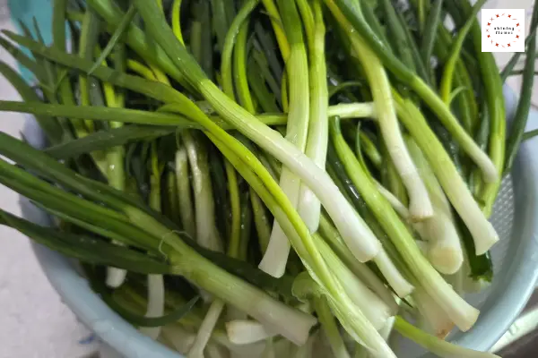 파김치-쪽파 다듬어 씻어서 물기 빼두기