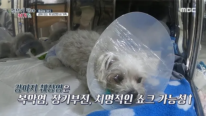 강아지 복막염 원인과 치료 방법_4