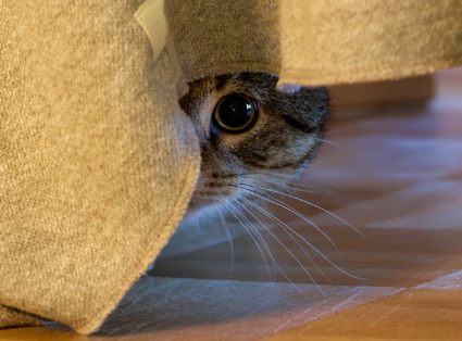 숨어있는 고양이.