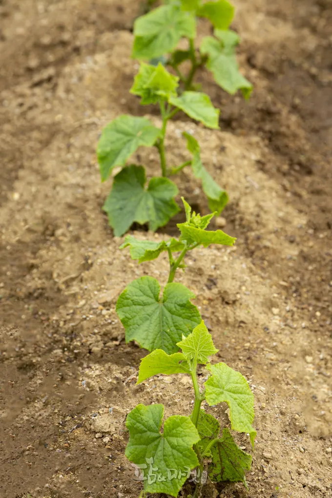 오이 재배 유인 방법 곁순 정리 수분 관리_6