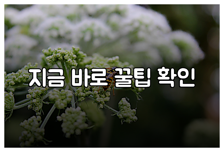 지금 바로 꿀팁 확인