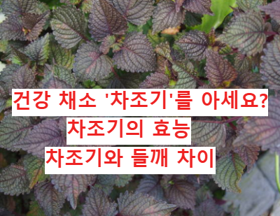 건강 대박 채소 들깨와 사촌? 차조기(자소엽) 효능, 먹는 법, 들깨와 차이점, 부작용 총정리