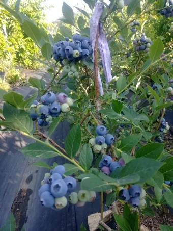 블루베리 효능 먹는법 하루 섭취량 쥬스_23