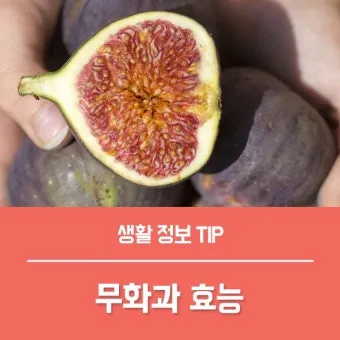 무화과 효능 칼로리 먹는 방법 수확시기 보관법_11