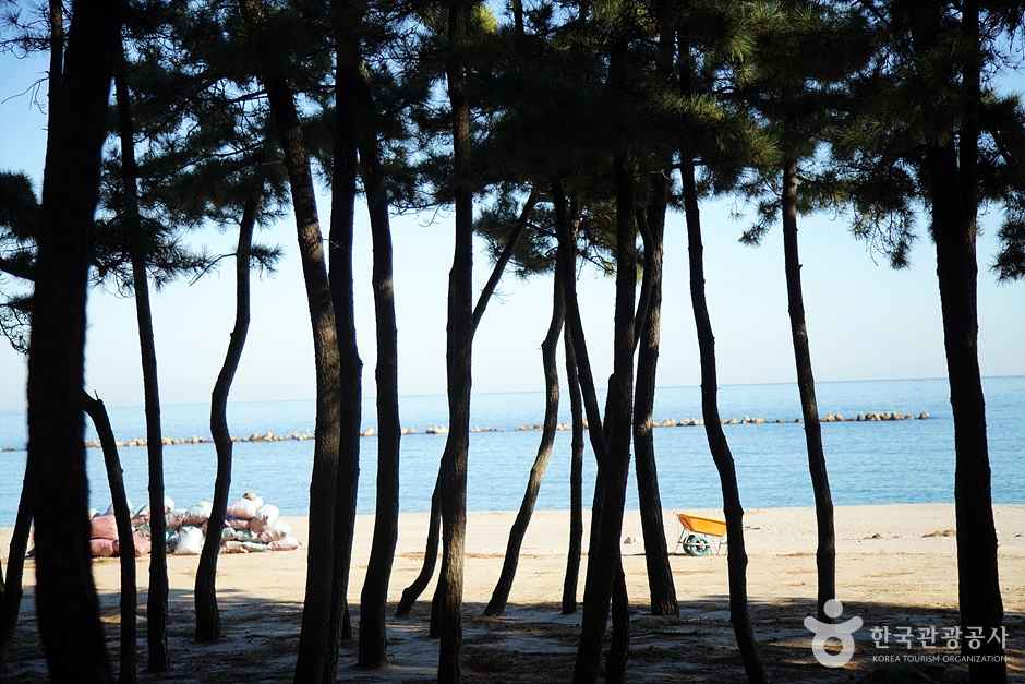 삼척 원평해변 소나무숲