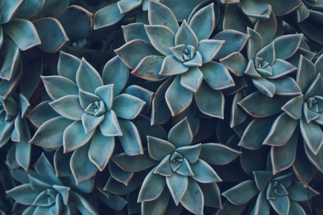 Succulents