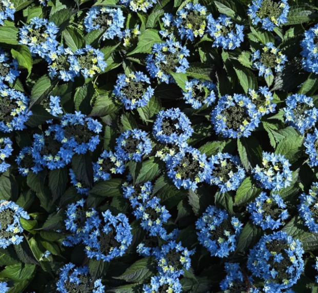 2025 보롬왓 수국정원 축제! 제주에서 만나는 수국 명소(5.30~7.13)