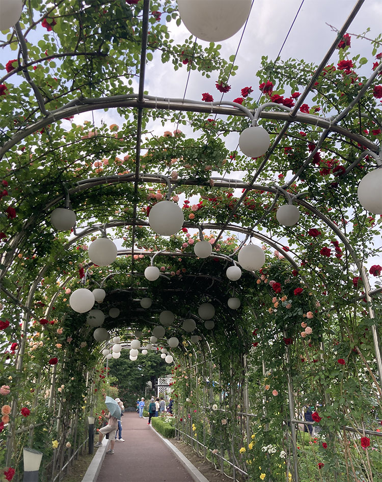 중랑 서울 장미 축제 - 5월 21일 현재 개화 상태