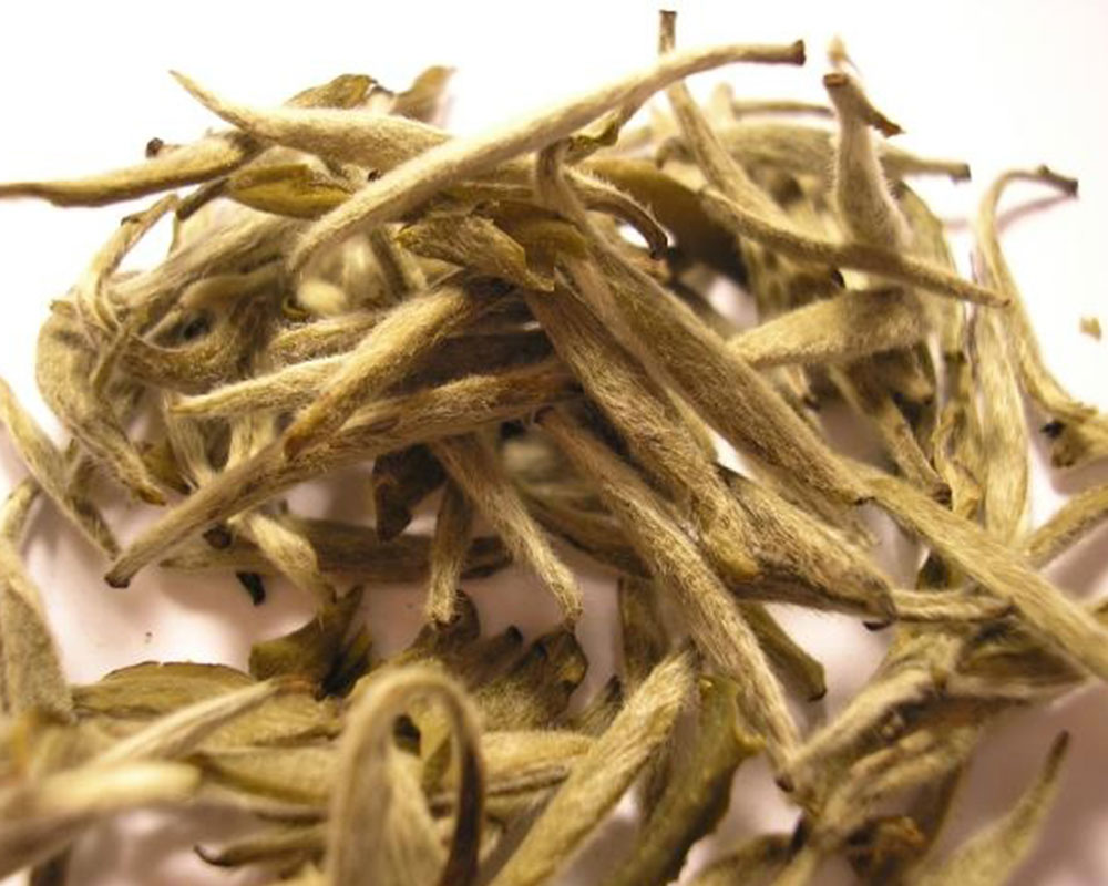 사진 출처: 위키백과 (Wikipedia) 백호