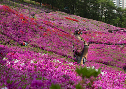 경기도 봄꽃명소