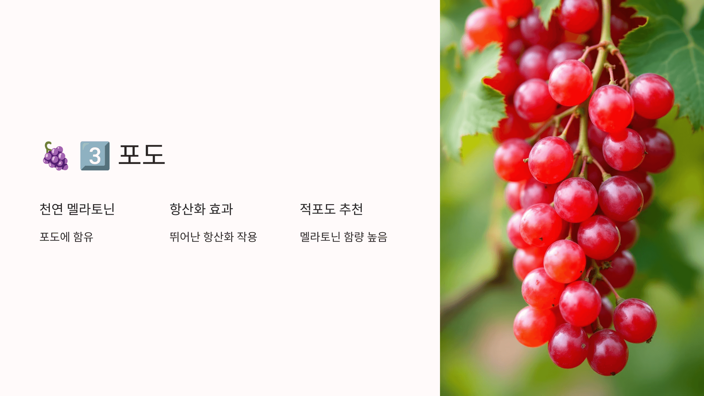 멜라토닌과 관련된 사진입니다.