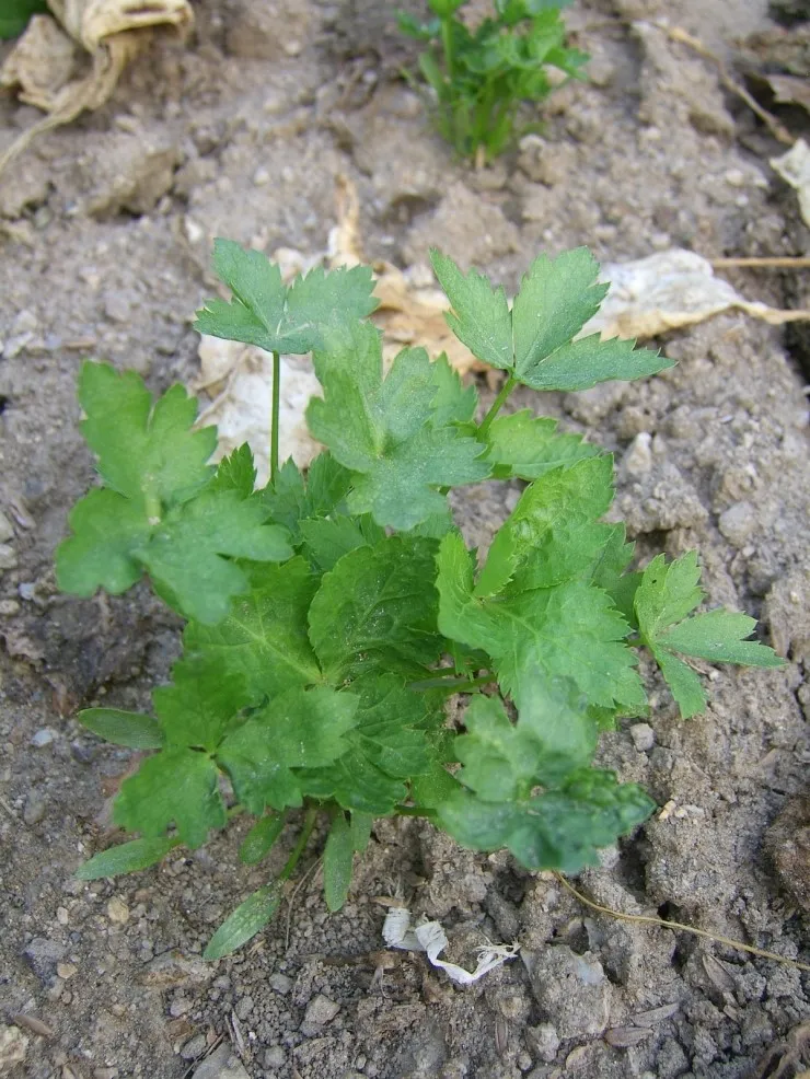 참나물 재배 반그늘 키우기 물 관리 잎 수확_1