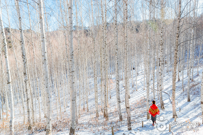 인제 자작나무숲2