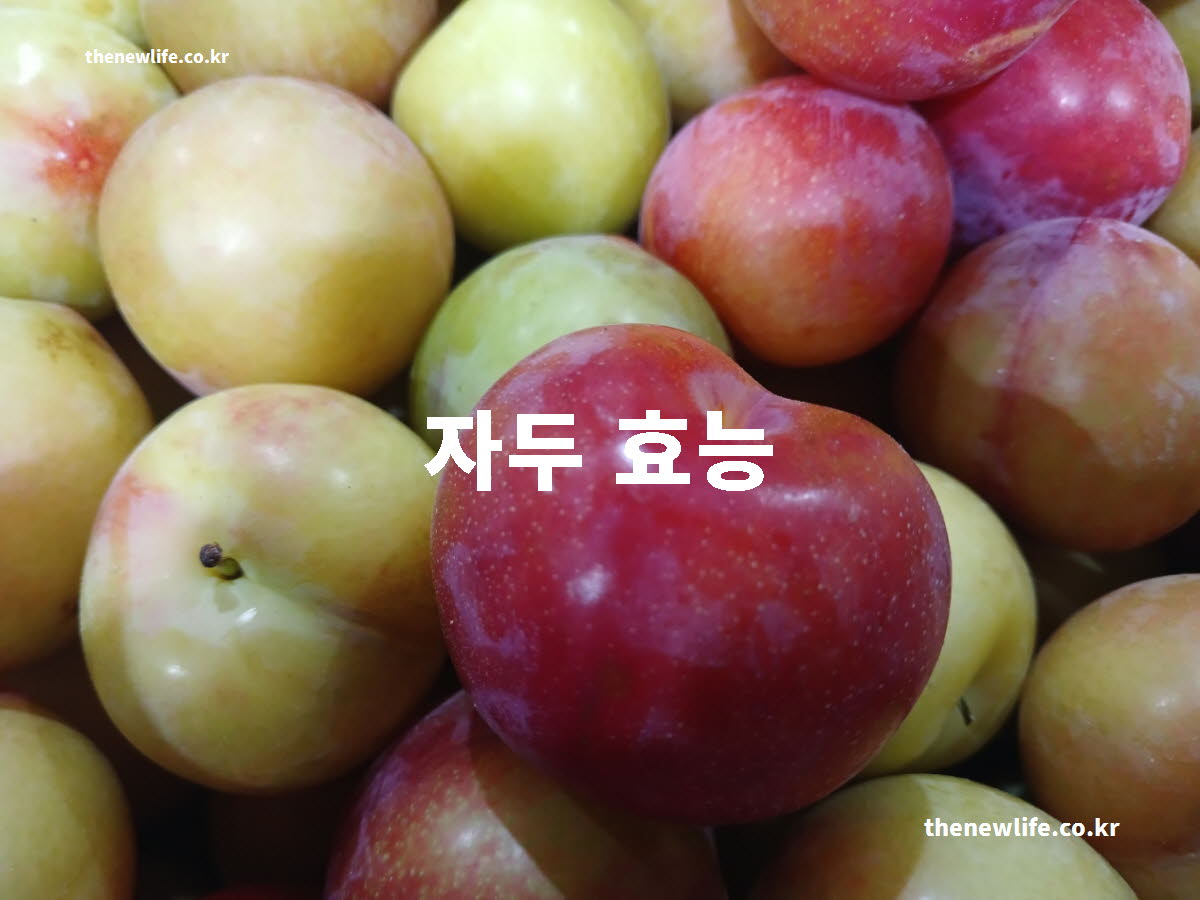 자두 효능 대표 실사진