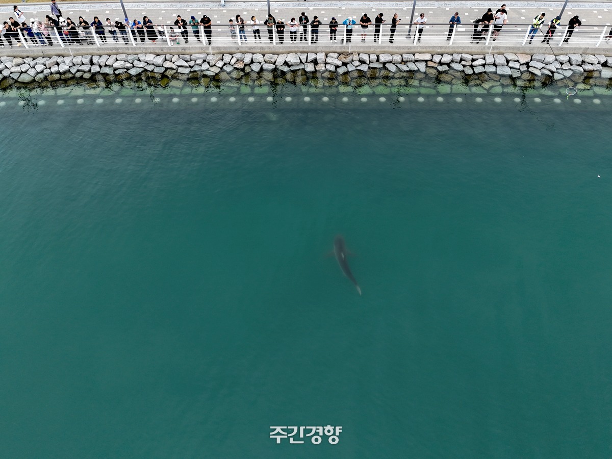 부산 부캉이 멸종위기종 암컷 흑상어