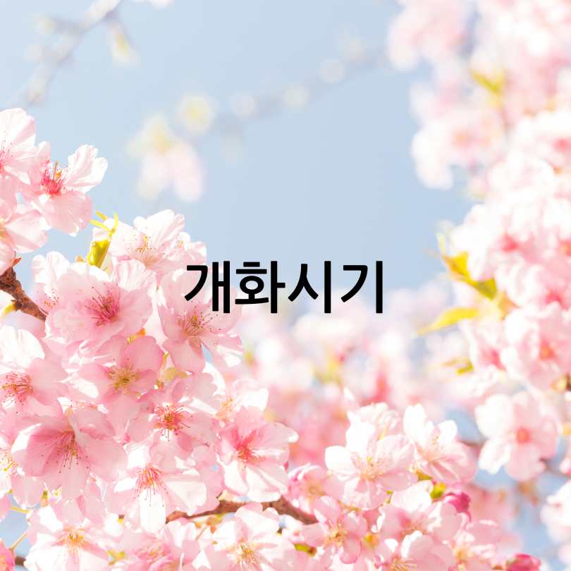 2025년 벚꽃 개화 시기 및 전국 명소