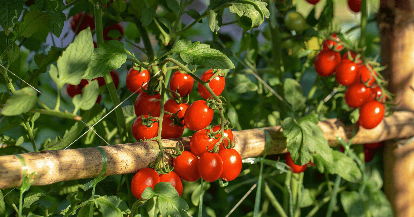 스테비아방울토마토칼로리