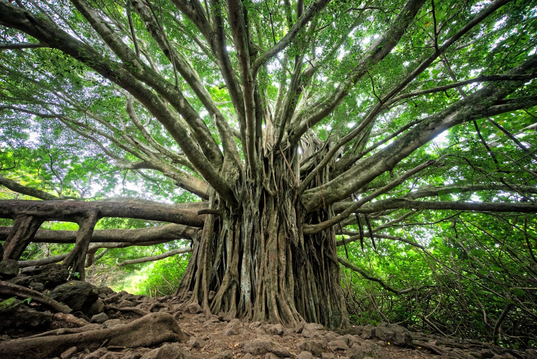 Tree.