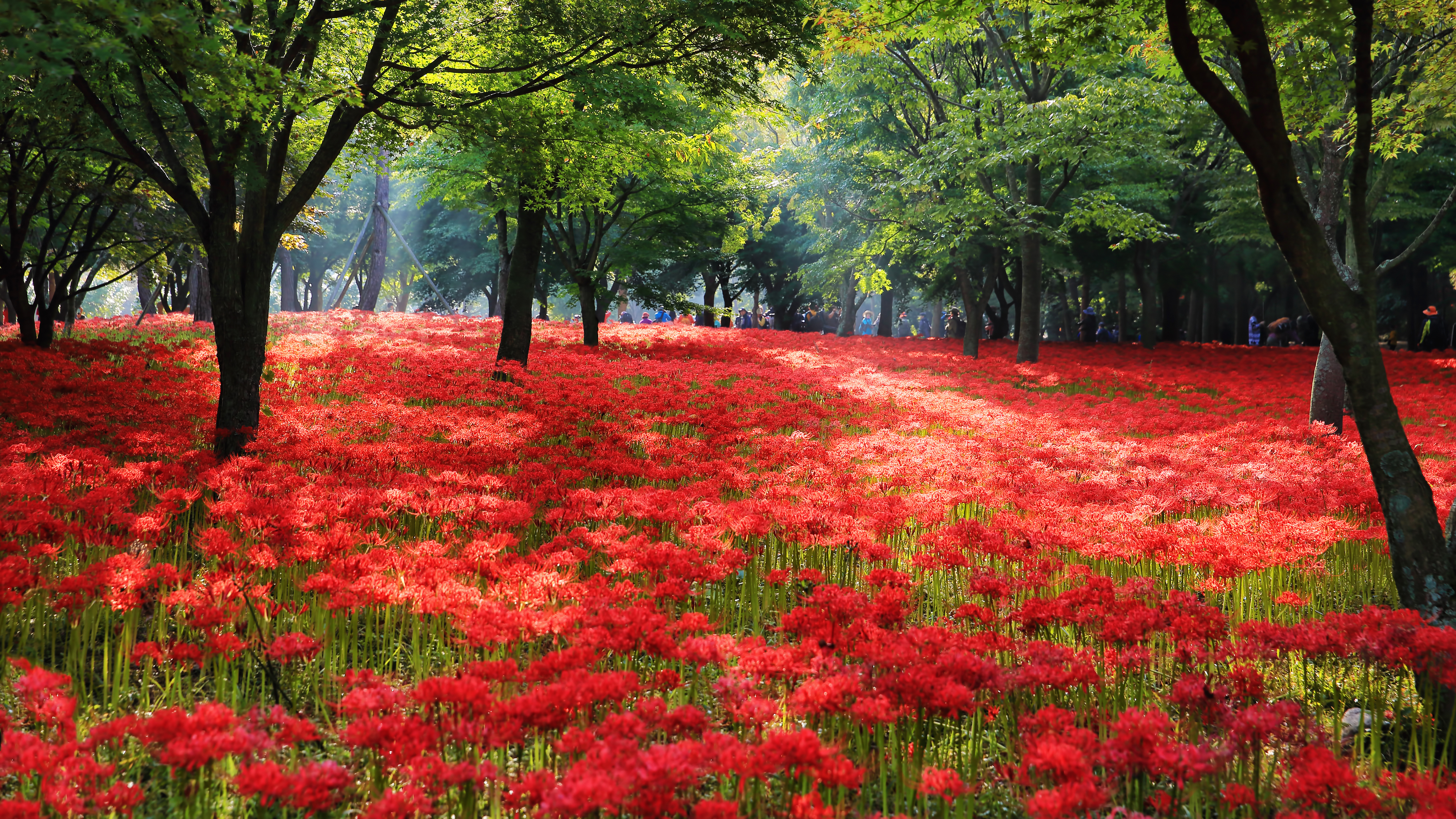 선운사 꽃무릇 사진