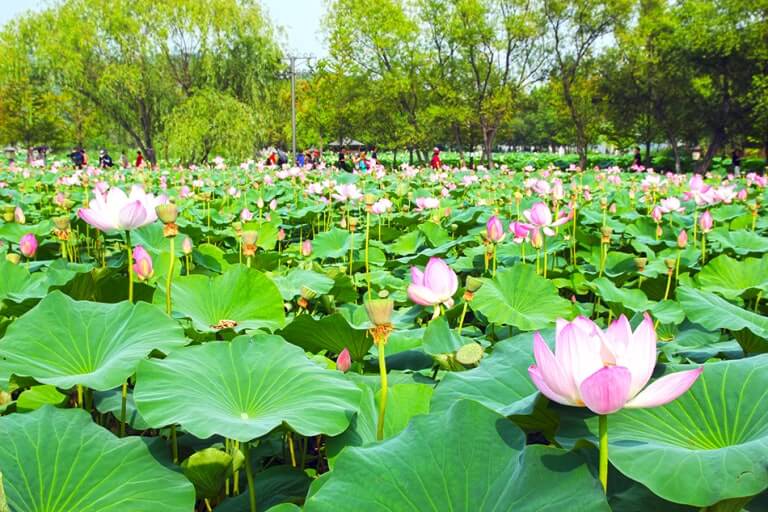 2025 양평 세미원 연꽃문화제 일정 및 꿀팁 총정리 사진