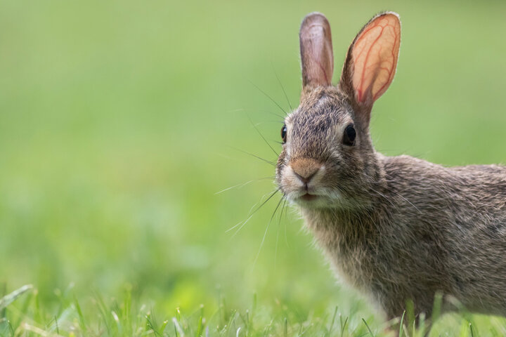 2025년 을사년 토끼띠 신년 운세