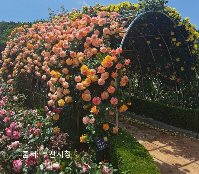부천 백만송이 장미 도당 공원&amp;#44; 장미꽃 축제 가는 길(꽃말)