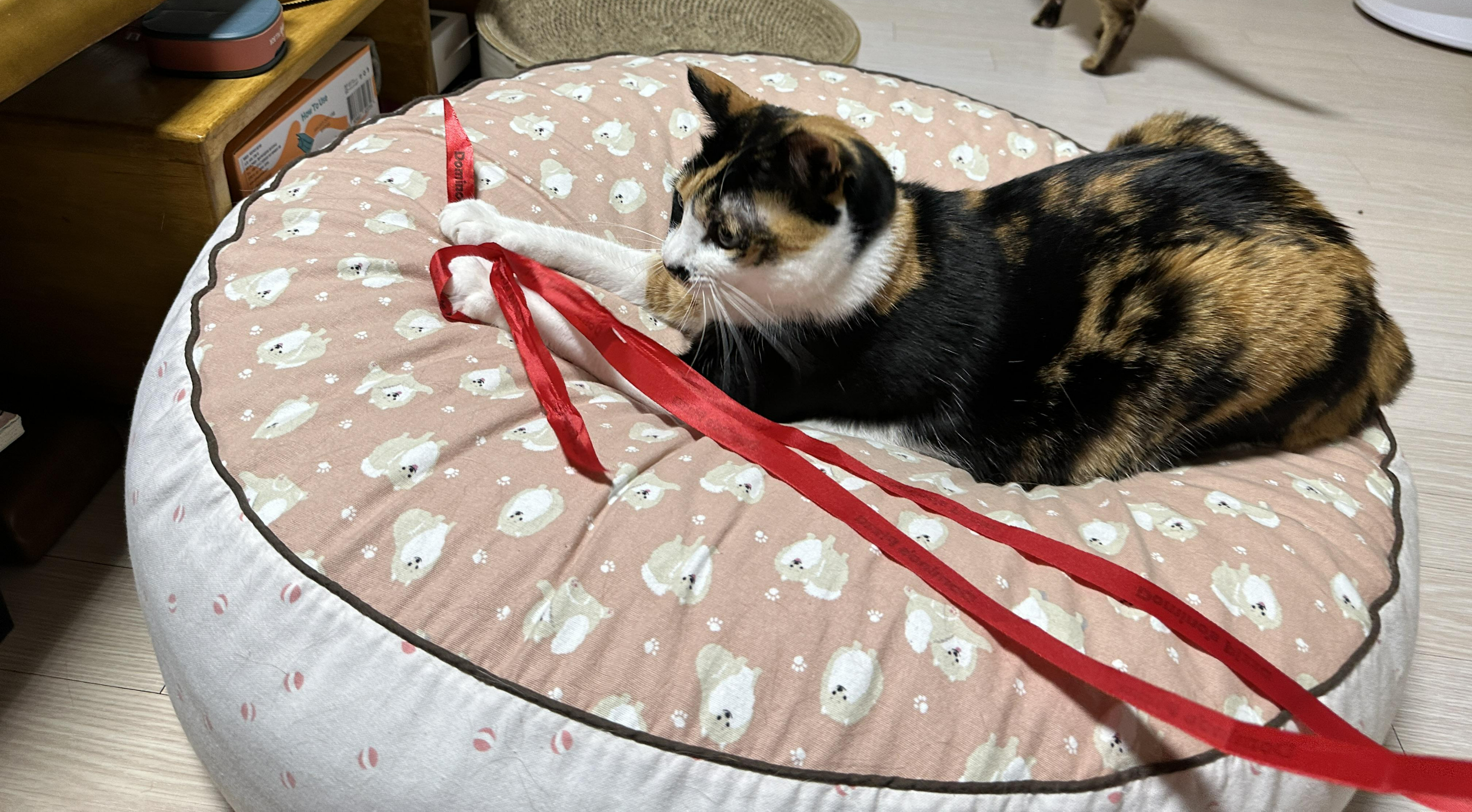 리본-끈-하나로-장난꾸러기로-변해-버린-호야-(feat.-많이-밝아진-다다)