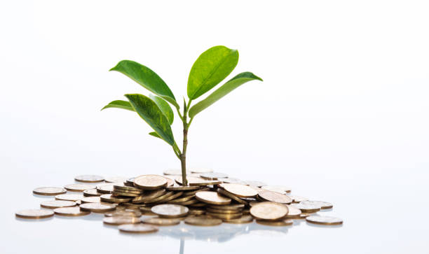 돈 나무 키우기