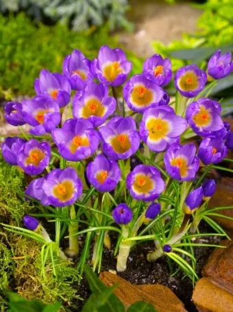 크로커스 꽃 키우기 구근 심기 꽃말 월동 똥손도 잘키우는 팁_13