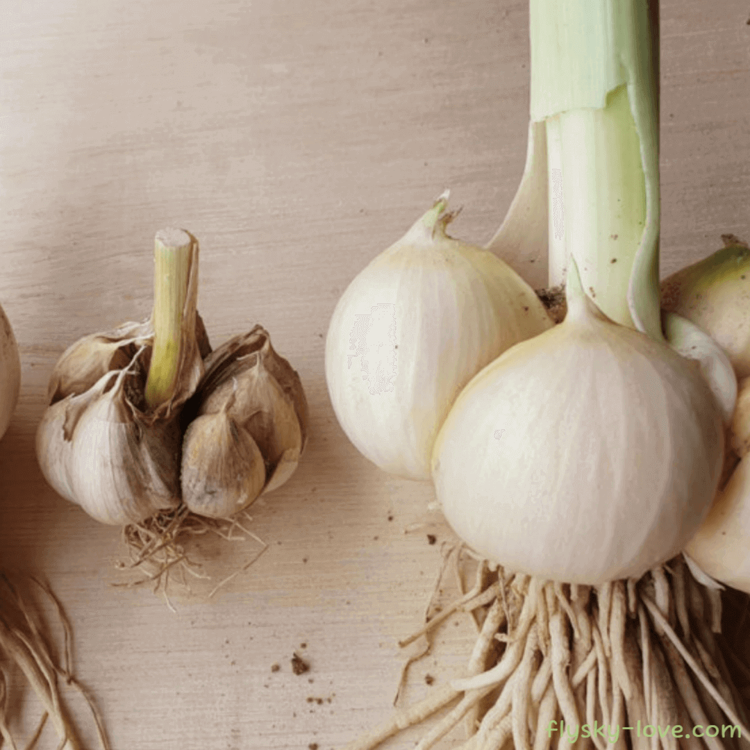 코끼리 마늘 (Elephant Garlic)