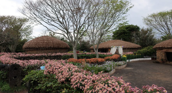 제주민속촌 국화축제