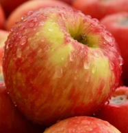 청송사과 고르는 법