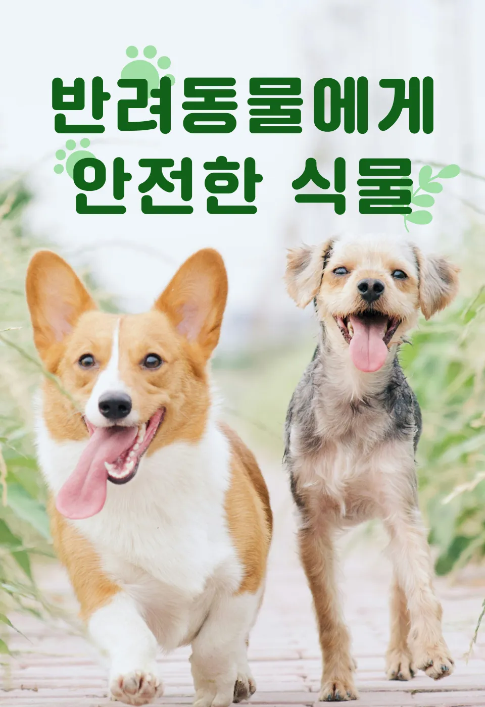 반려동물 안전 실내 식물선택 독성체크 배치높이 관리 간단 가이드_6