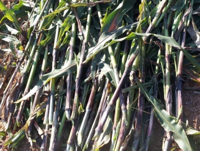 수확한 사탕수수3