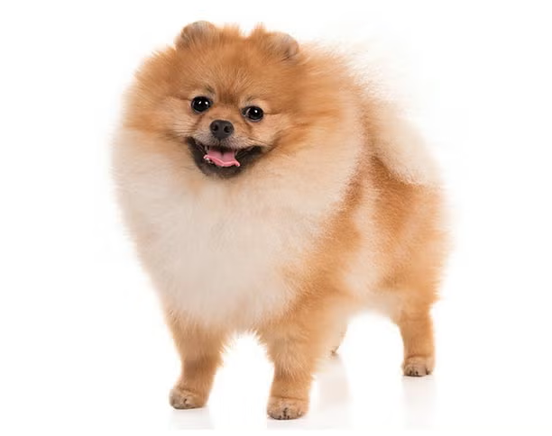 포메라니안의 귀여운 모습의 사진