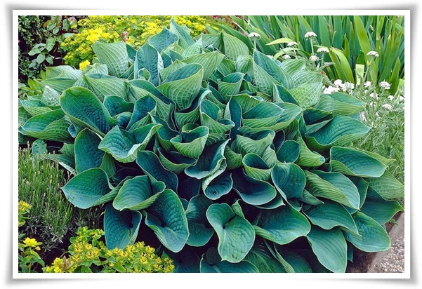 정원 "옥잠화 키우기" 초록빛 힐링을 선사하는 마법 같은 꽃!