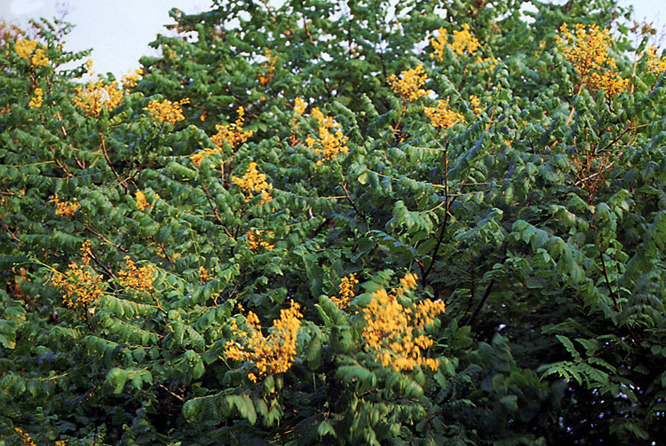 태안-안면도-가볼만한-곳-모감주나무군락