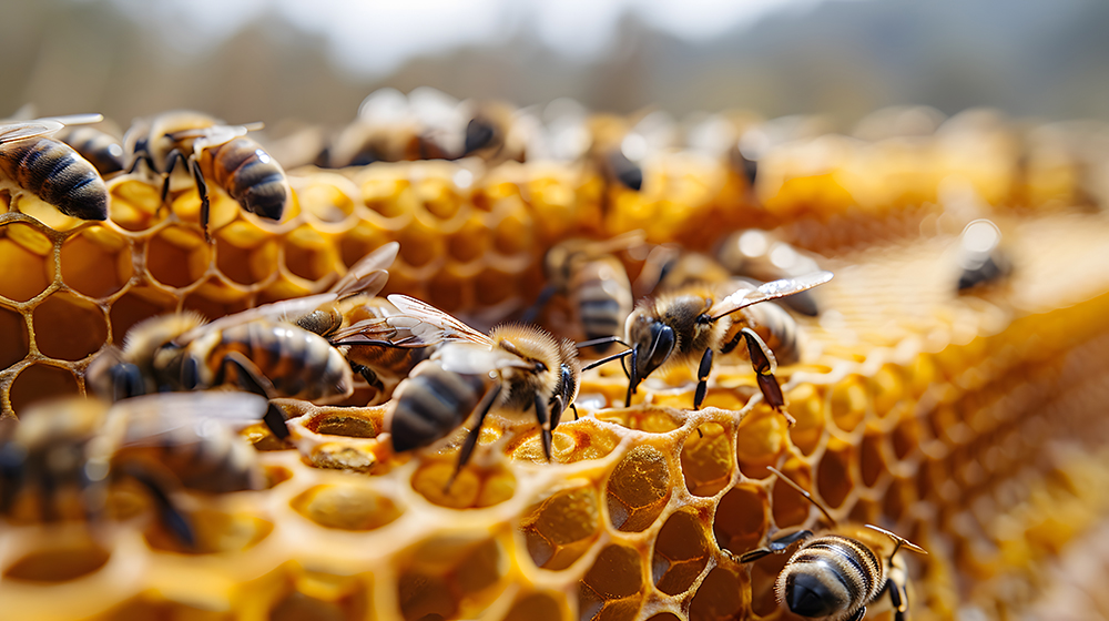 프로폴리스 효능