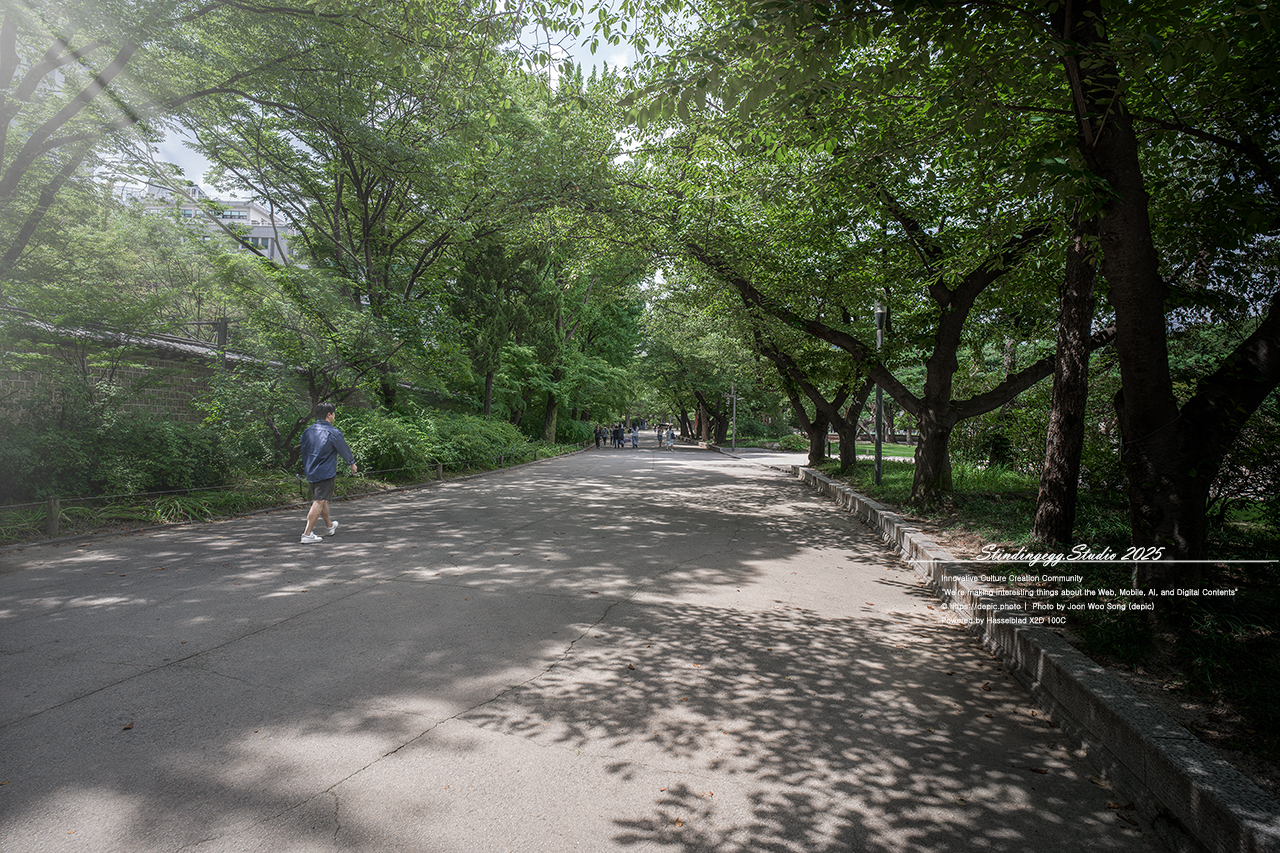 #서울 #대한제국 #덕수궁 #궁궐 #배롱꽃