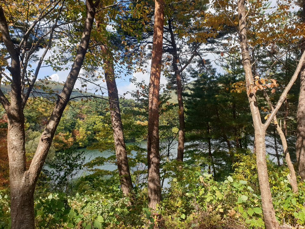 나무 뒤로 호수가 슬쩍슬쩍 보인다. 나무들이 약간 노랗게 물들었다.