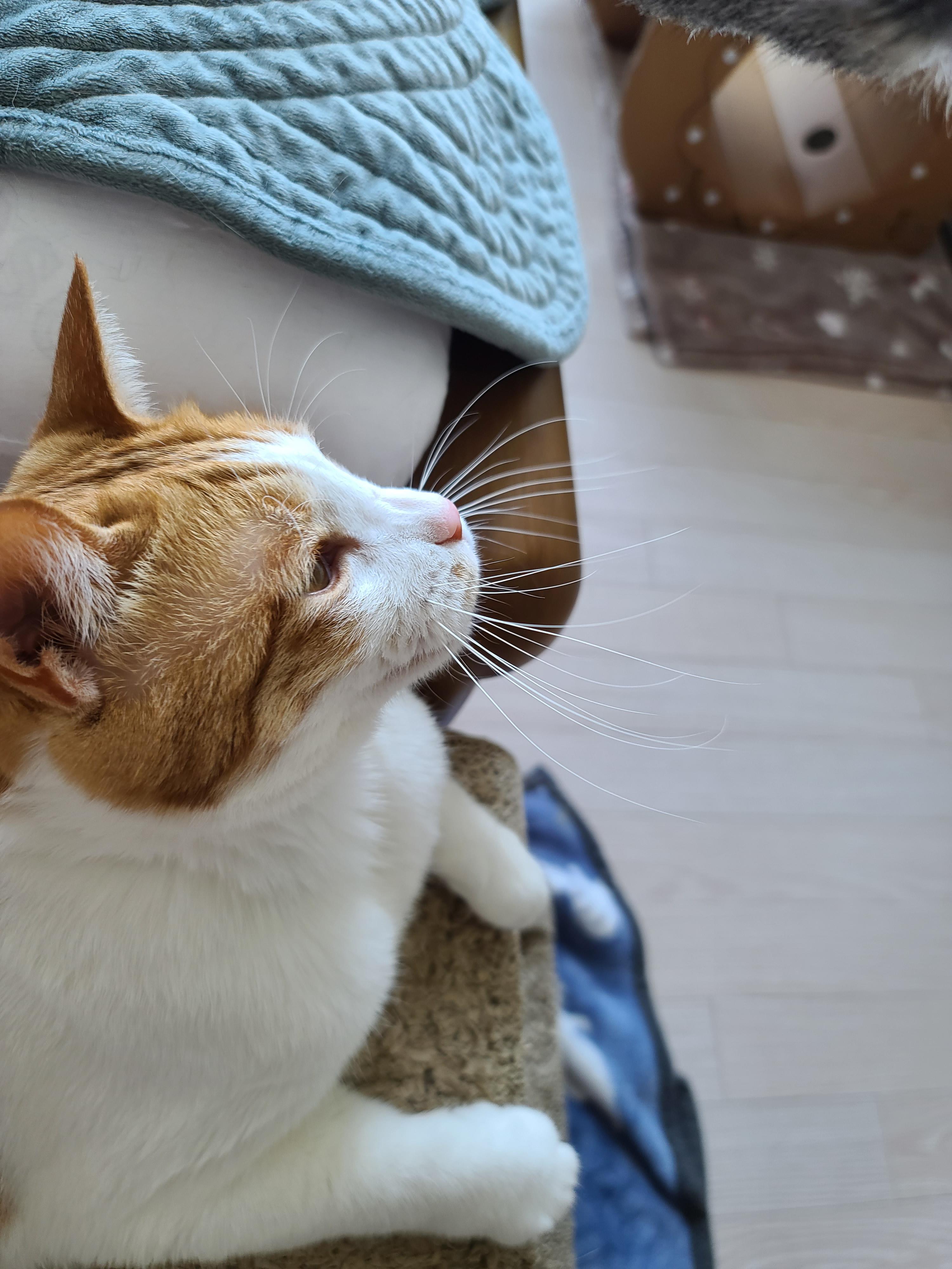 고양이 수염의 역할. 우리집 고양이들의 사냥할때 수염 모양새. 수염발사!! 사진귀여움 주의!
